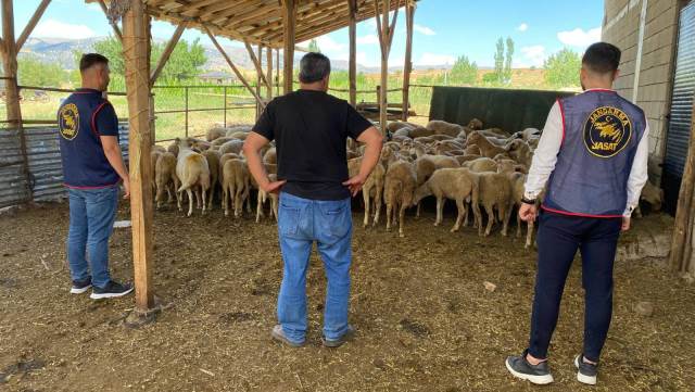 Sücüllü’deki hayvan hırsızlarını jandarma 5 saatte yakaladı