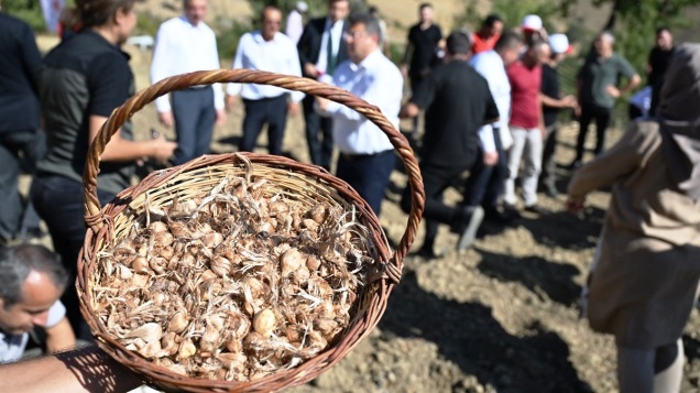 Safran ekimi Eğirdir’de yaygınlaştırılıyor